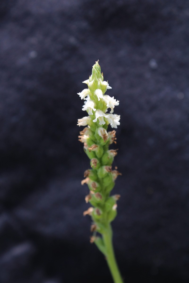Cyclopogon guayanensis photo 8