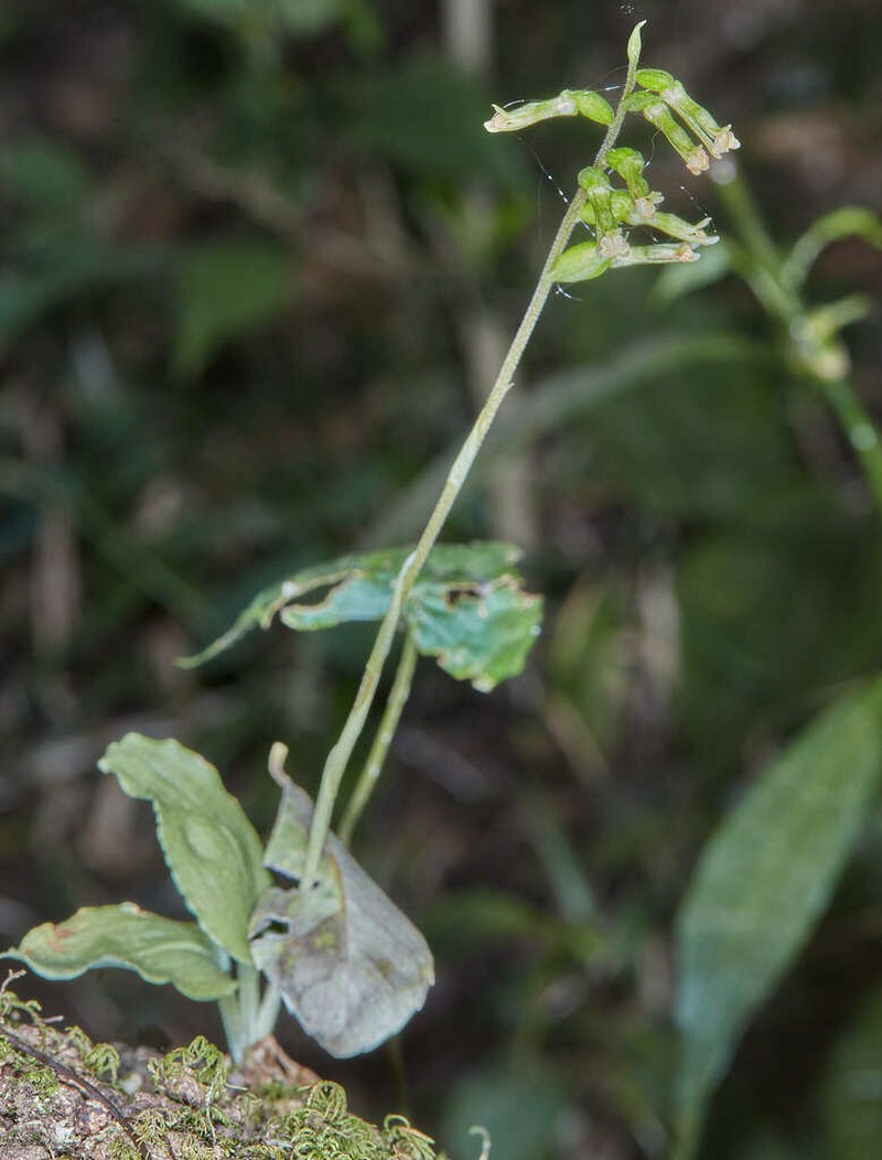 Cyclopogon millei
