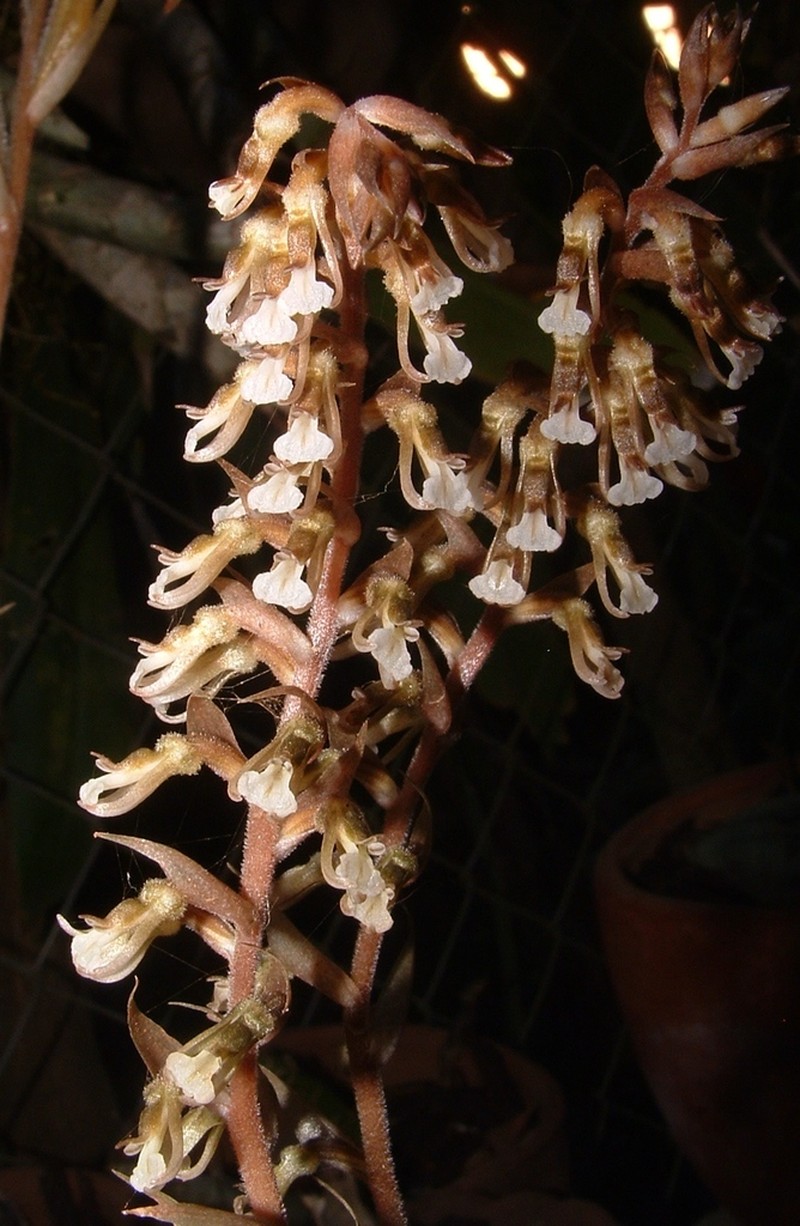 Cyclopogon miradorensis