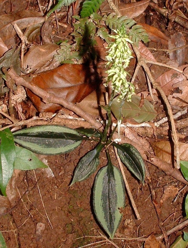Cyclopogon miradorensis photo 2
