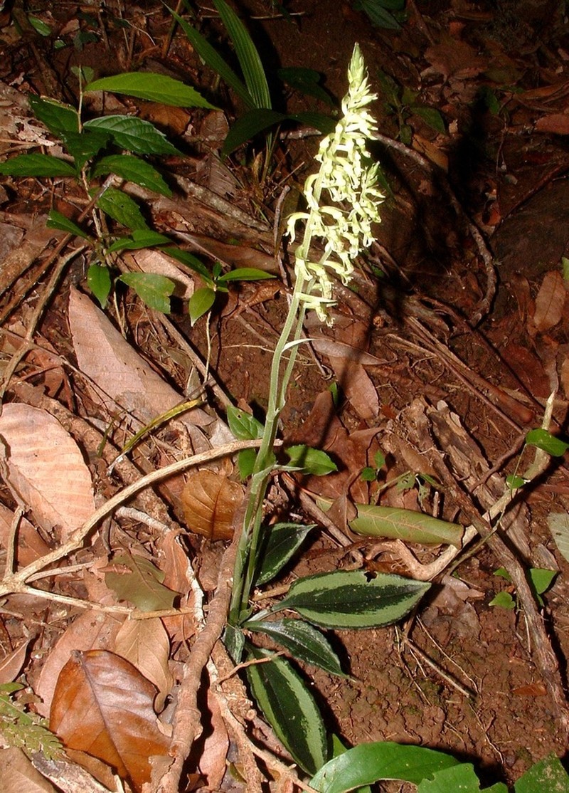 Cyclopogon miradorensis photo 3