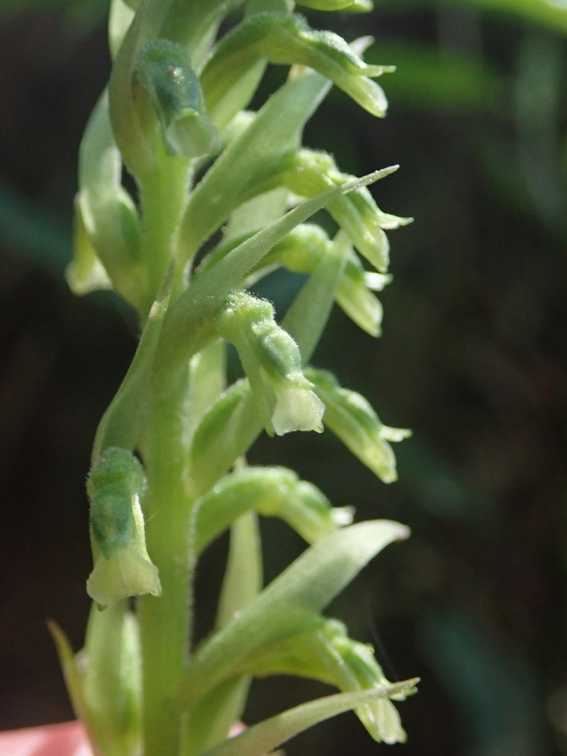 Cyclopogon miradorensis photo 4