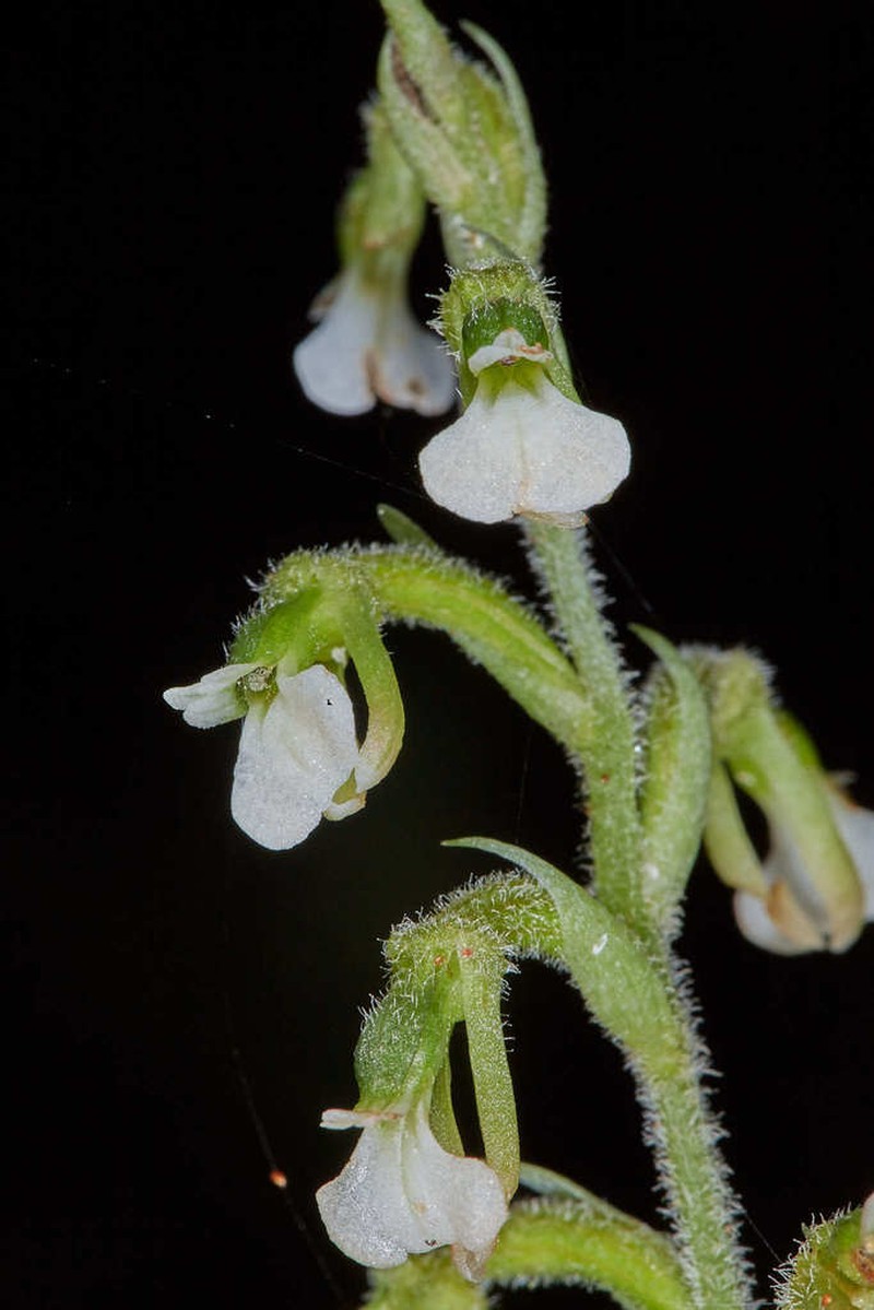Cyclopogon miradorensis photo 5