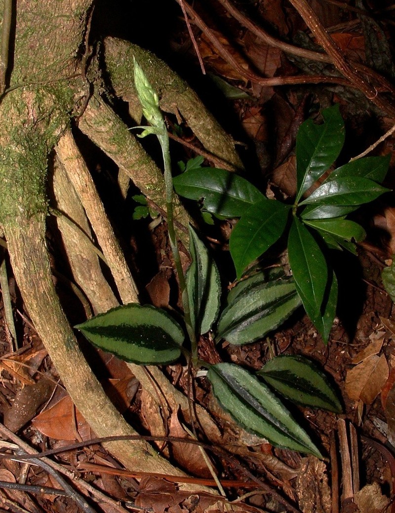 Cyclopogon miradorensis photo 6