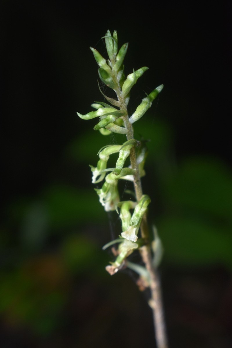 Cyclopogon miradorensis photo 7