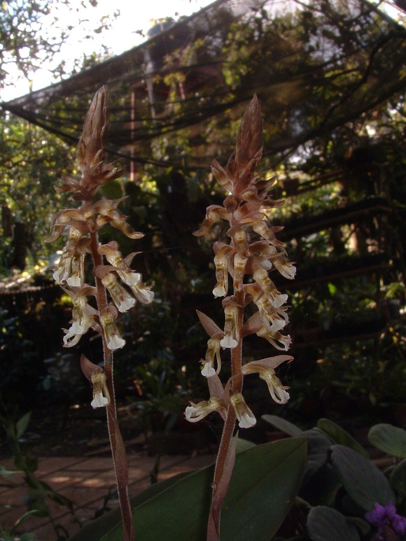 Cyclopogon miradorensis photo 8