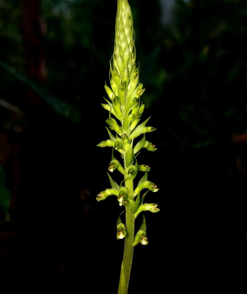 Cyclopogon multiflorus