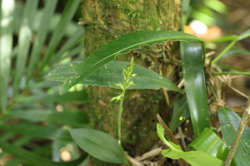 Cyclopogon multiflorus photo 2