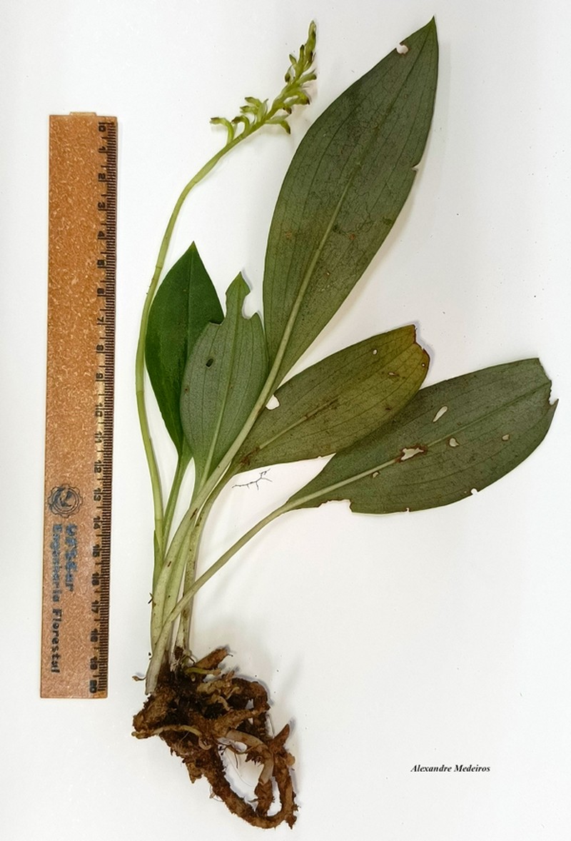 Cyclopogon multiflorus photo 3