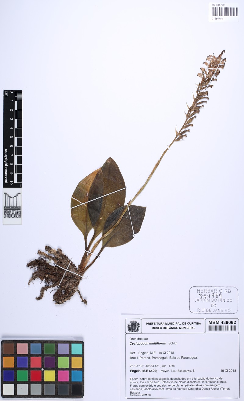 Cyclopogon multiflorus photo 5