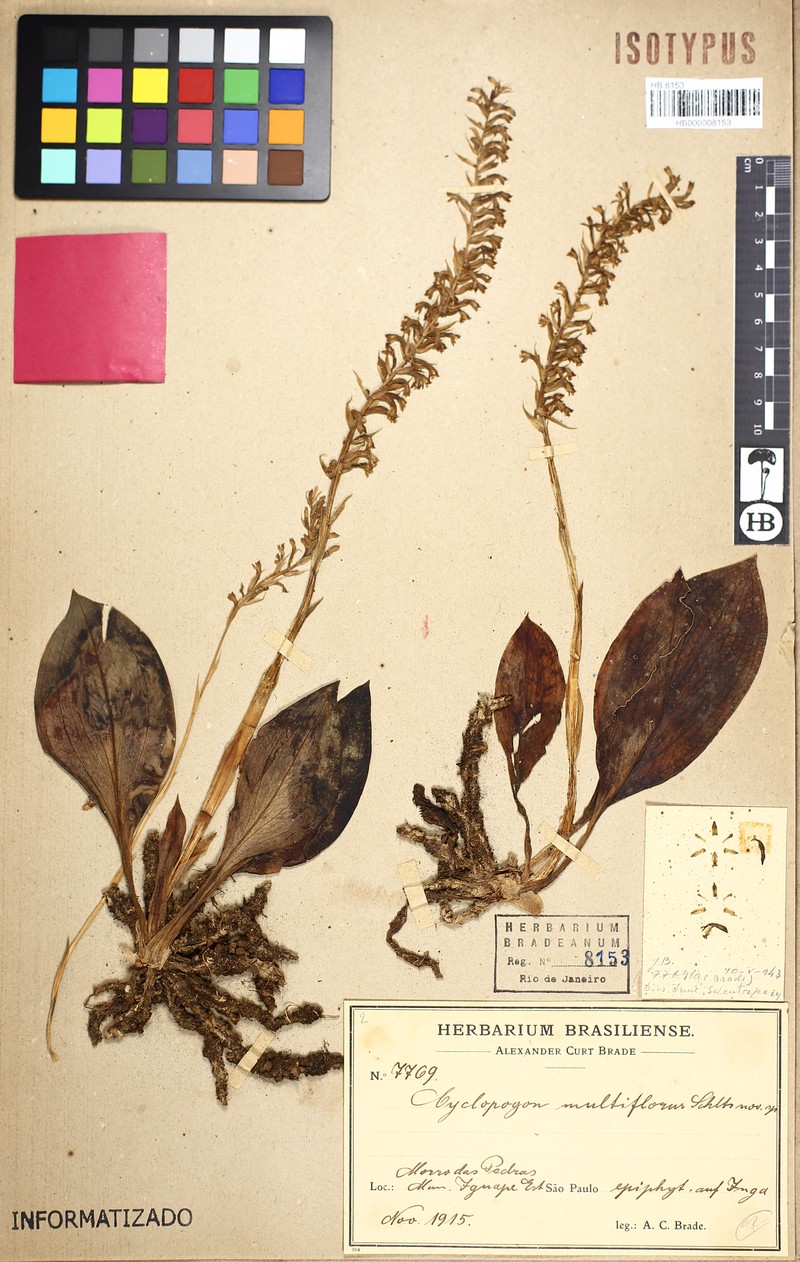 Cyclopogon multiflorus photo 6