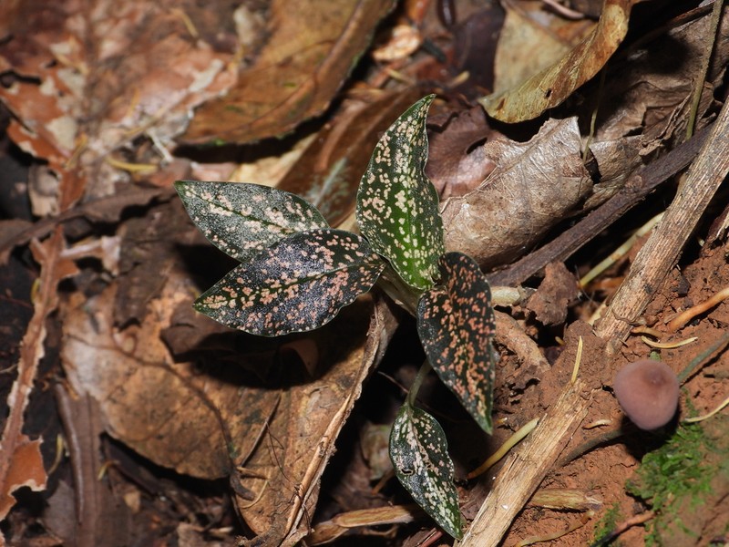 Cyclopogon olivaceus