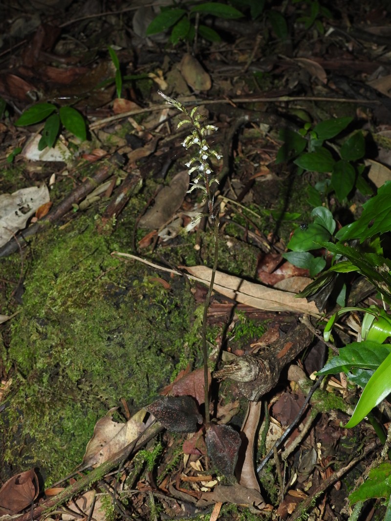 Cyclopogon olivaceus photo 2