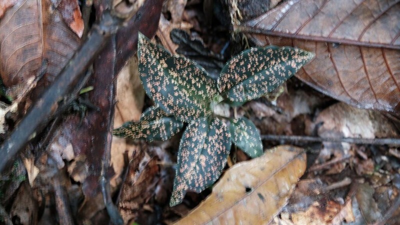 Cyclopogon olivaceus photo 3