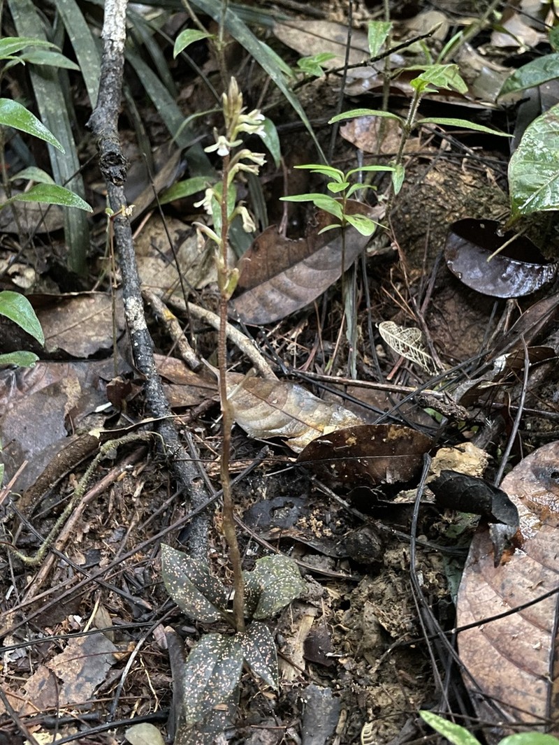 Cyclopogon olivaceus photo 4