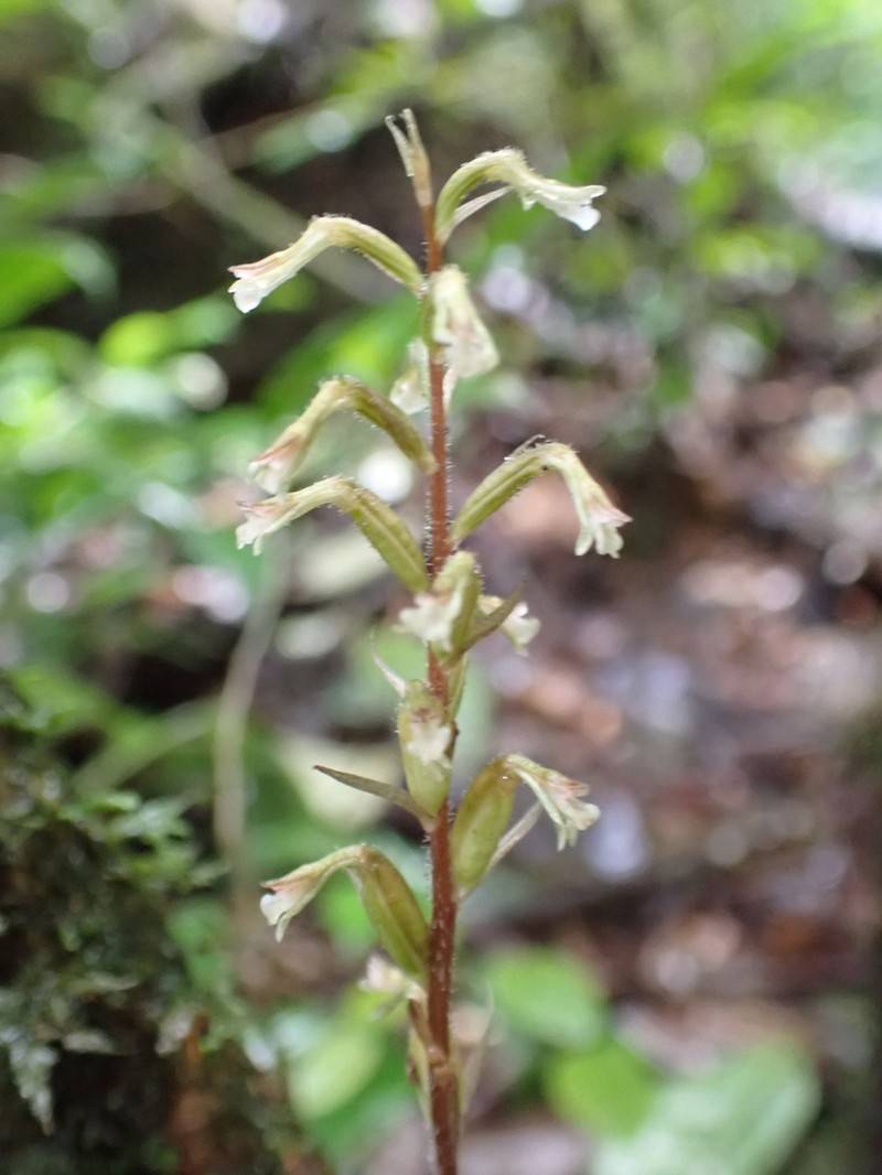 Cyclopogon olivaceus photo 5