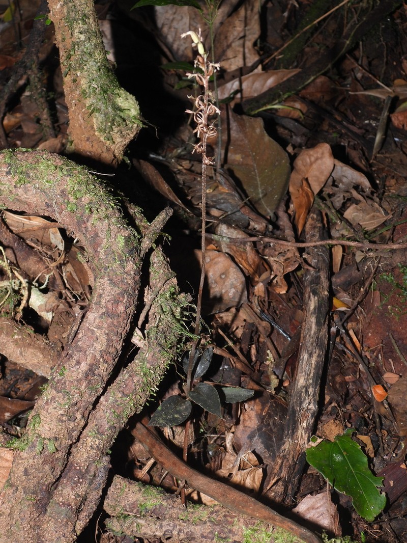 Cyclopogon olivaceus photo 6