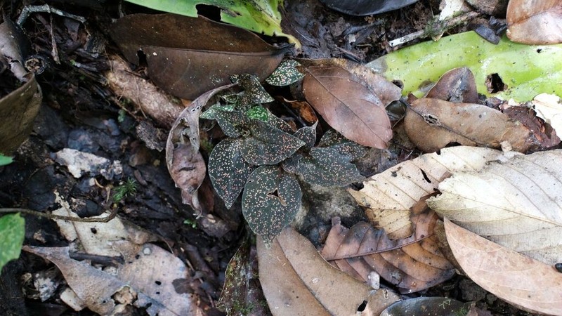 Cyclopogon olivaceus photo 8