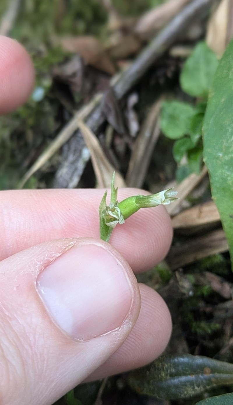 Cyclopogon ovalifolius