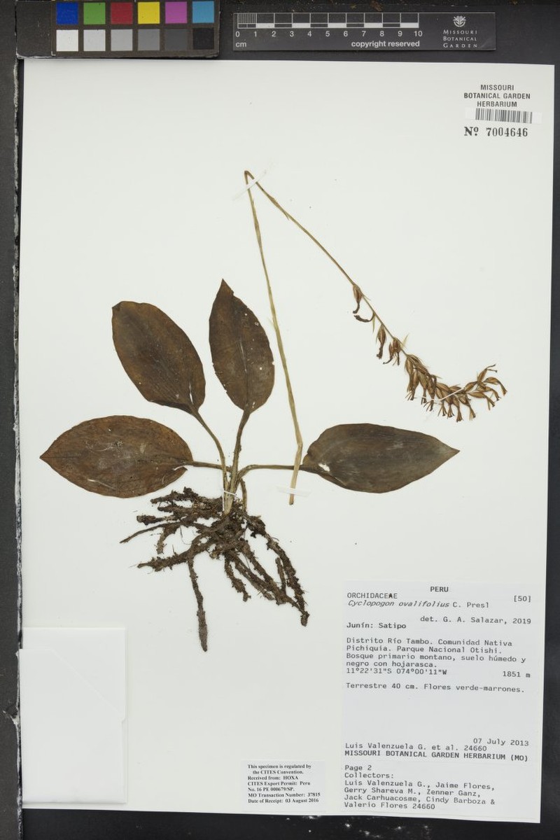 Cyclopogon ovalifolius photo 2