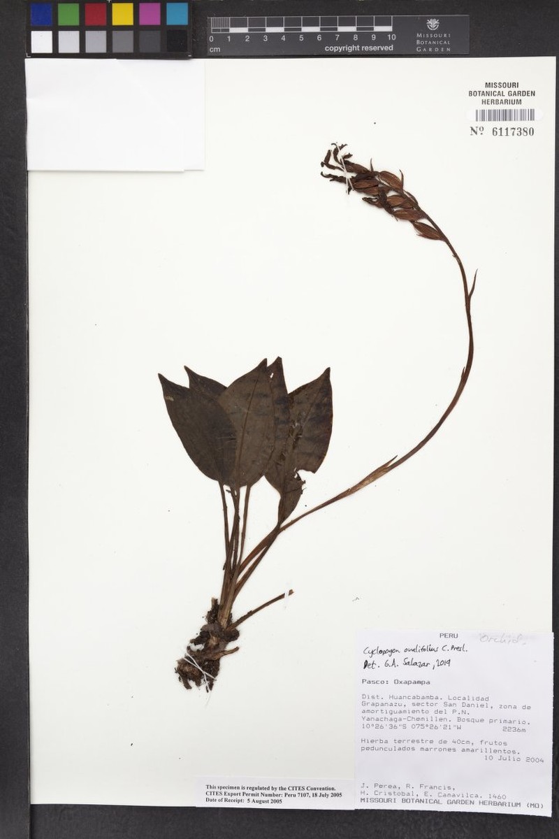 Cyclopogon ovalifolius photo 3