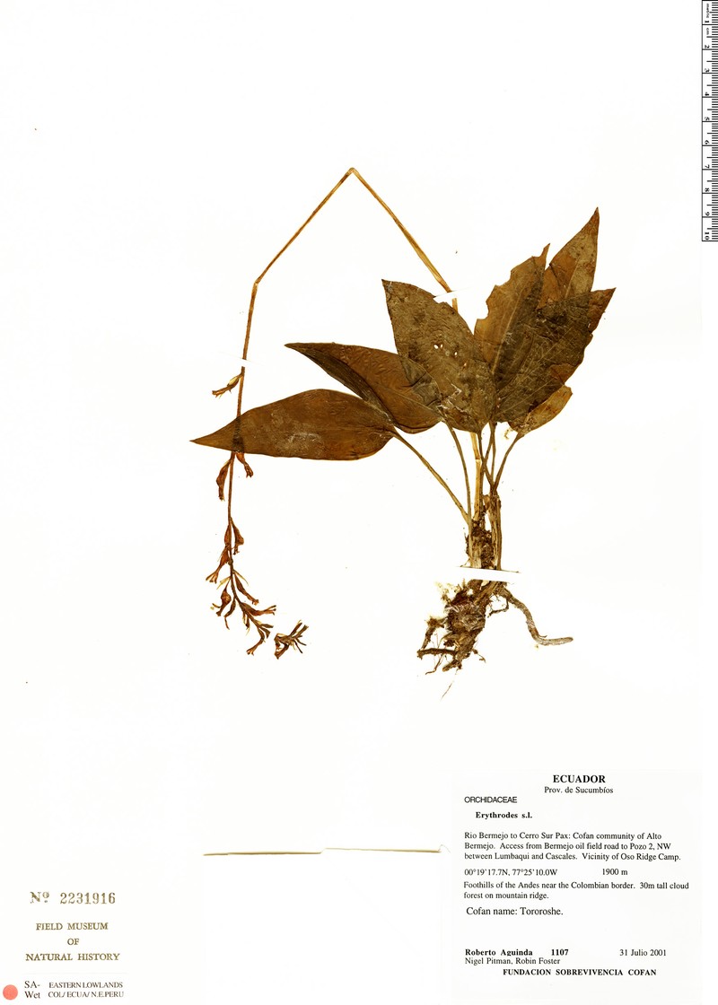 Cyclopogon ovalifolius photo 4