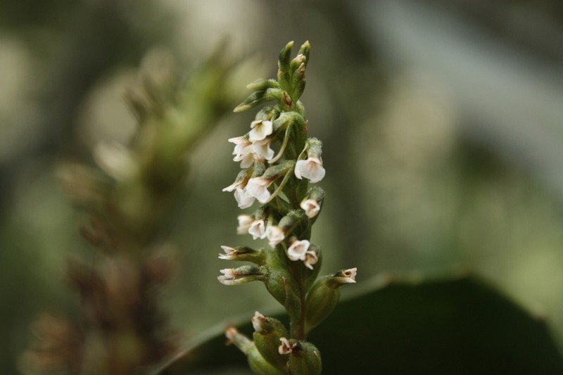 Cyclopogon peruvianus