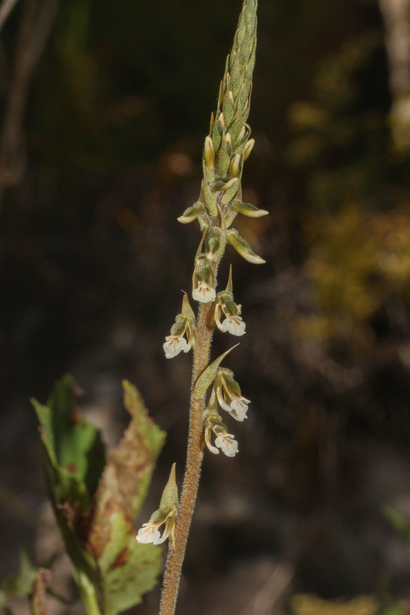 Cyclopogon peruvianus photo 2