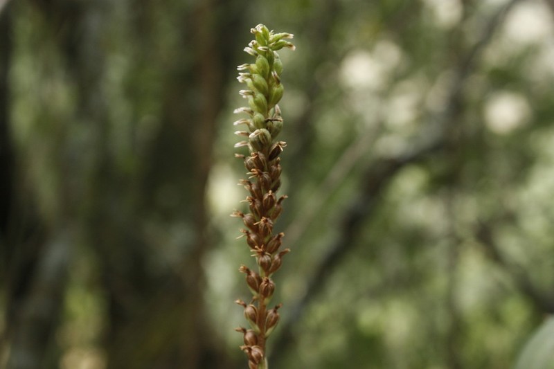 Cyclopogon peruvianus photo 3