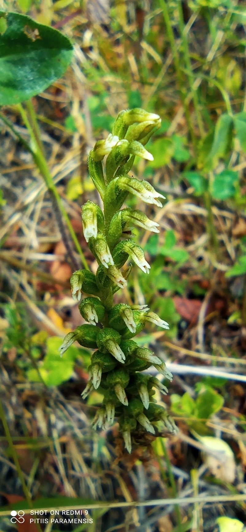Cyclopogon peruvianus photo 4