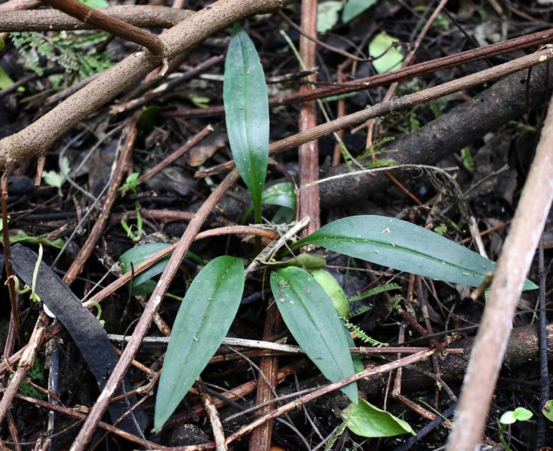 Cyclopogon peruvianus photo 5