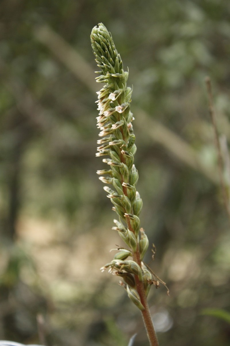 Cyclopogon peruvianus photo 7