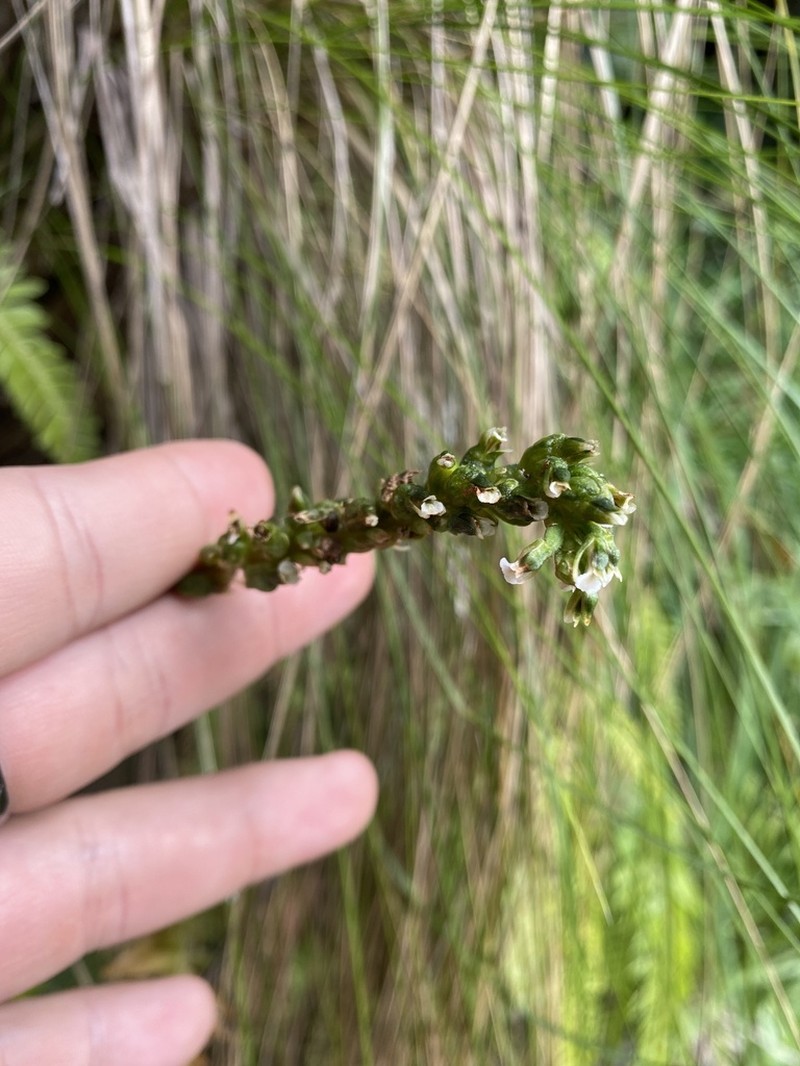 Cyclopogon peruvianus photo 8