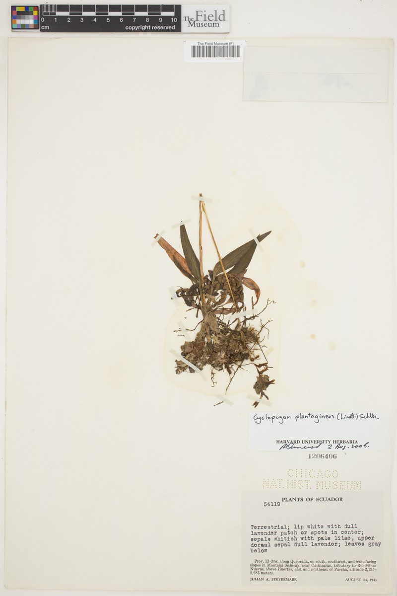 Cyclopogon plantagineus