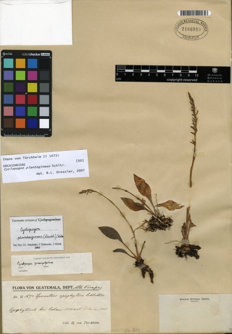 Cyclopogon plantagineus photo 2