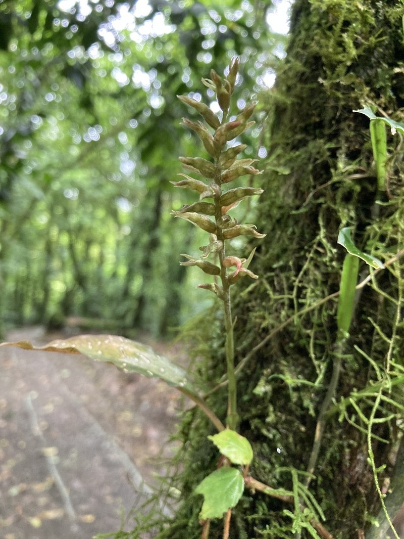 Cyclopogon prasophylloides
