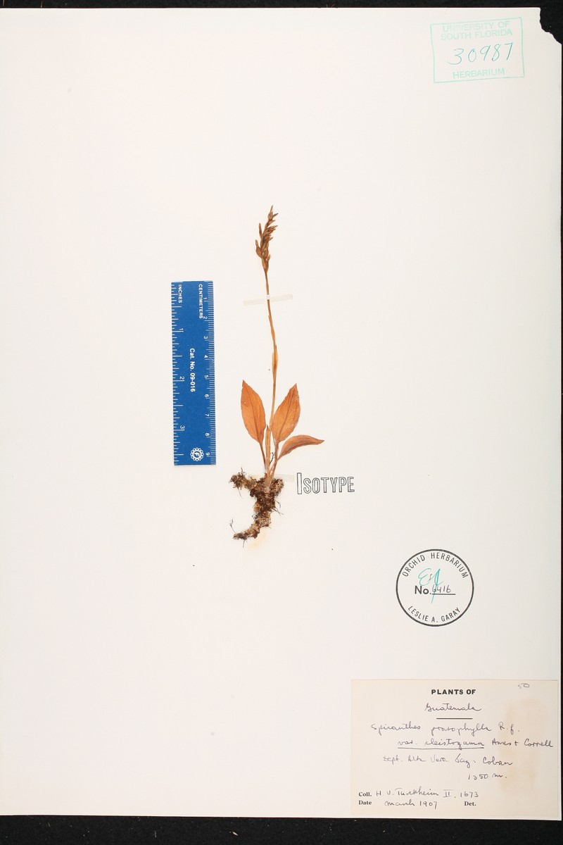 Cyclopogon prasophylloides photo 2