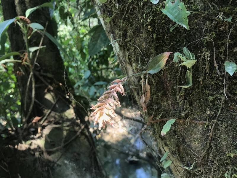 Cyclopogon prasophyllus