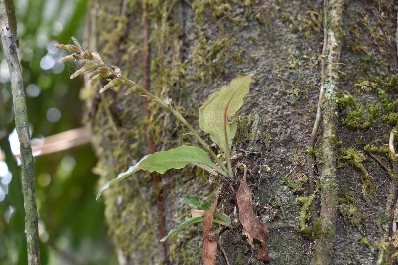 Cyclopogon prasophyllus photo 2