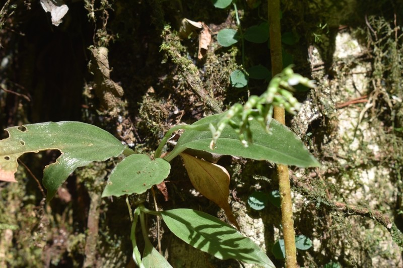 Cyclopogon prasophyllus photo 3