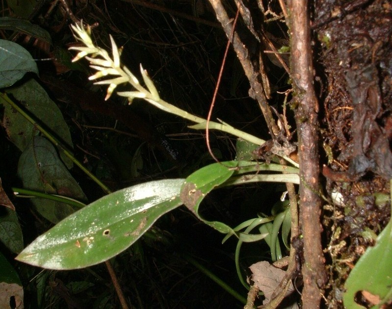 Cyclopogon prasophyllus photo 4