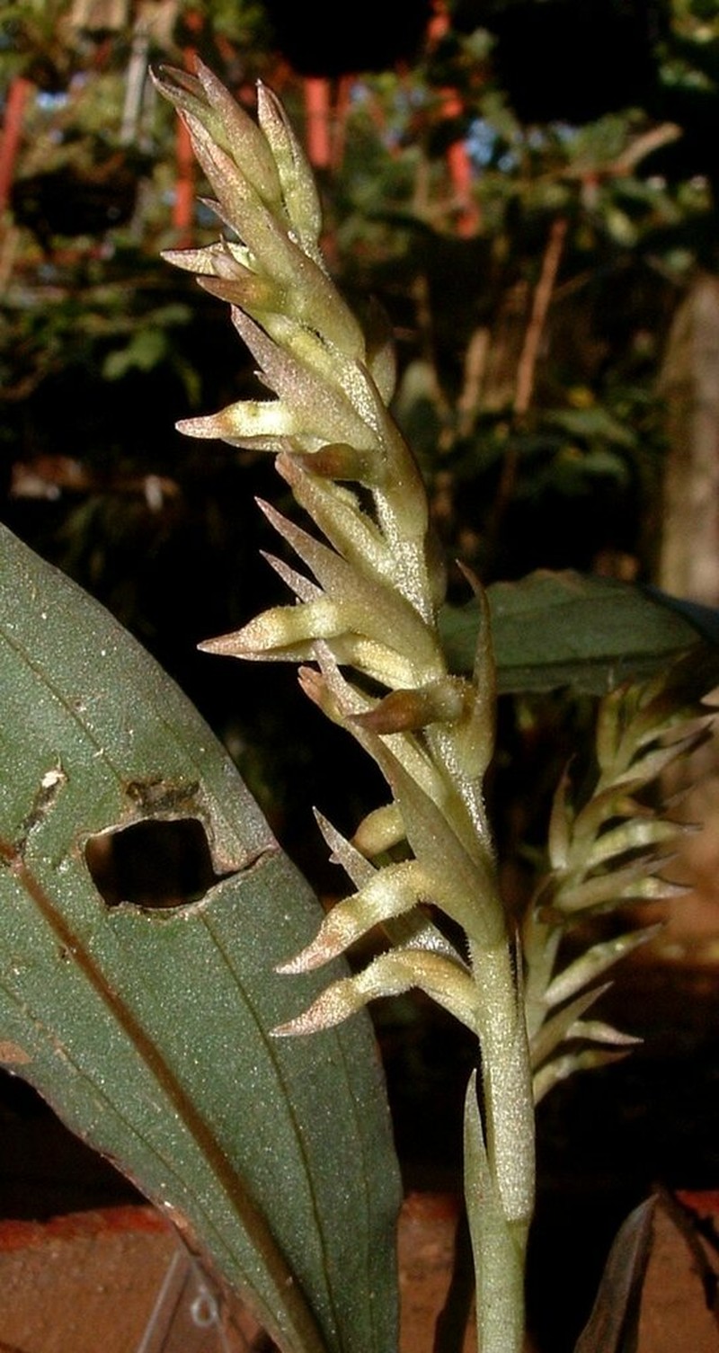 Cyclopogon prasophyllus photo 5