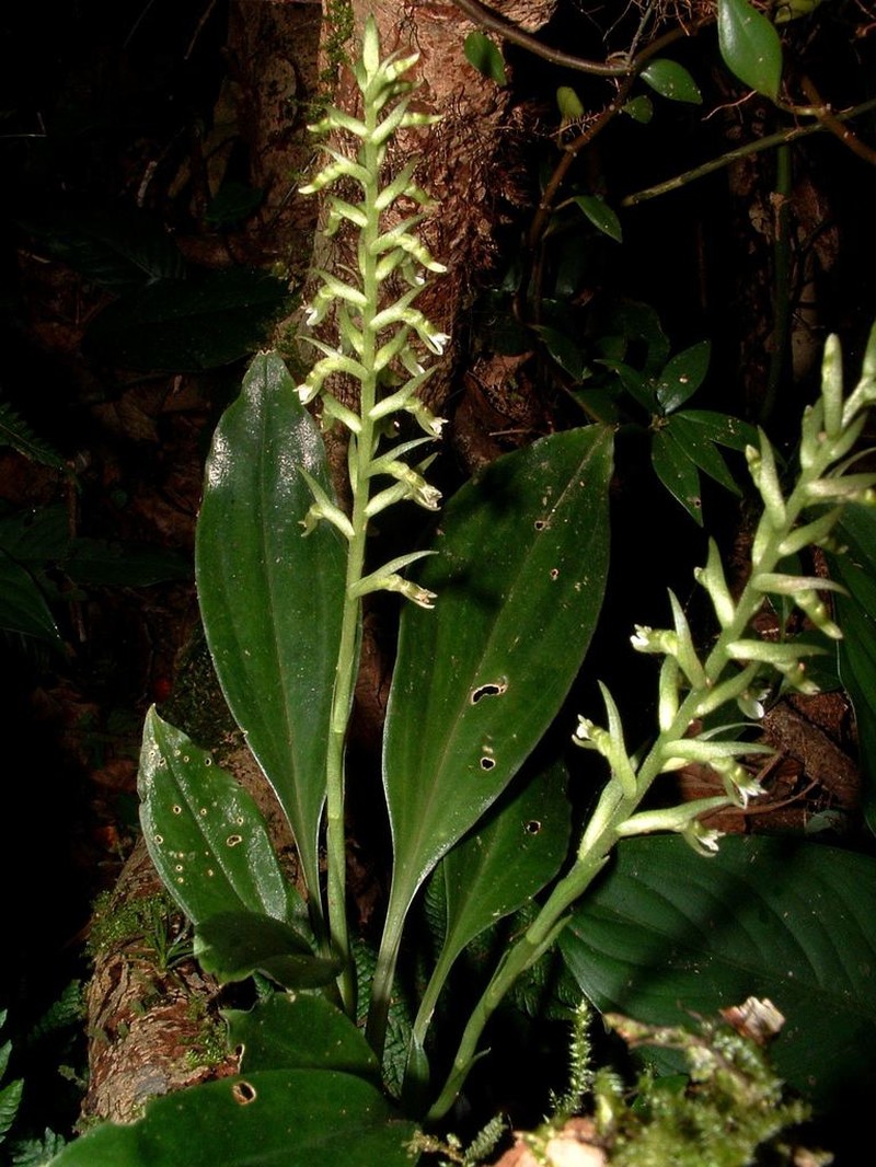 Cyclopogon prasophyllus photo 6