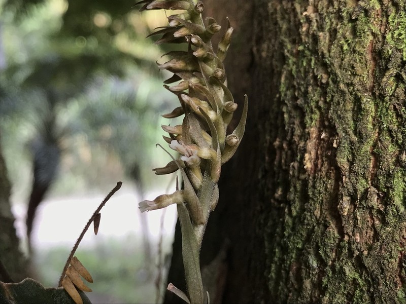 Cyclopogon prasophyllus photo 7