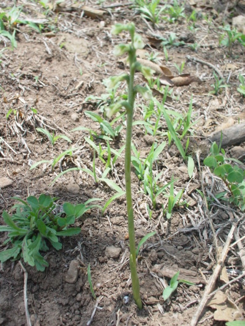 Cyclopogon pringlei