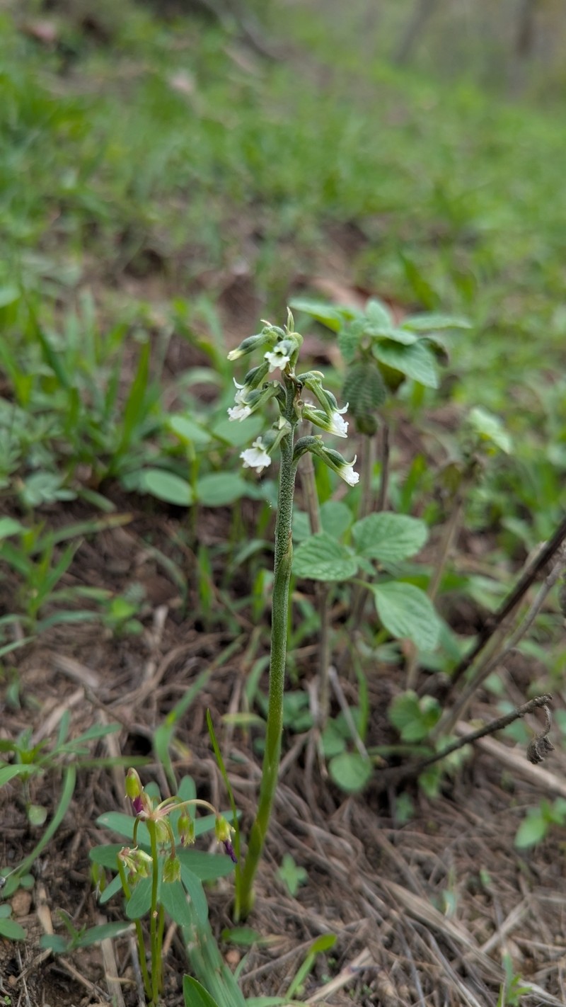 Cyclopogon pringlei photo 6