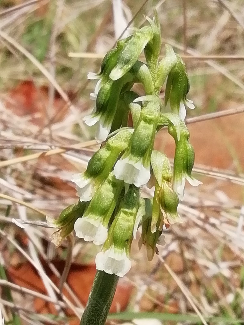 Cyclopogon pringlei photo 8