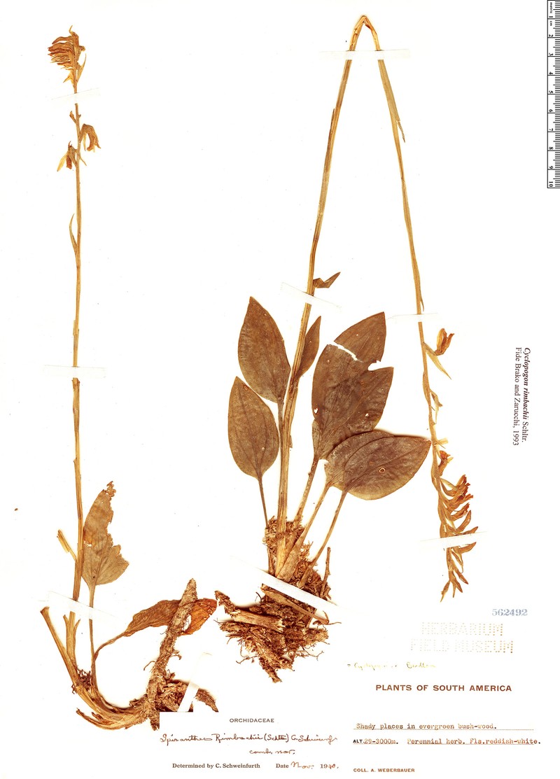 Cyclopogon rimbachii