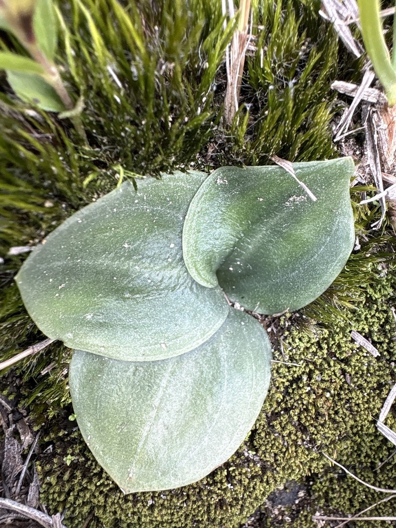 Cyclopogon saccatus