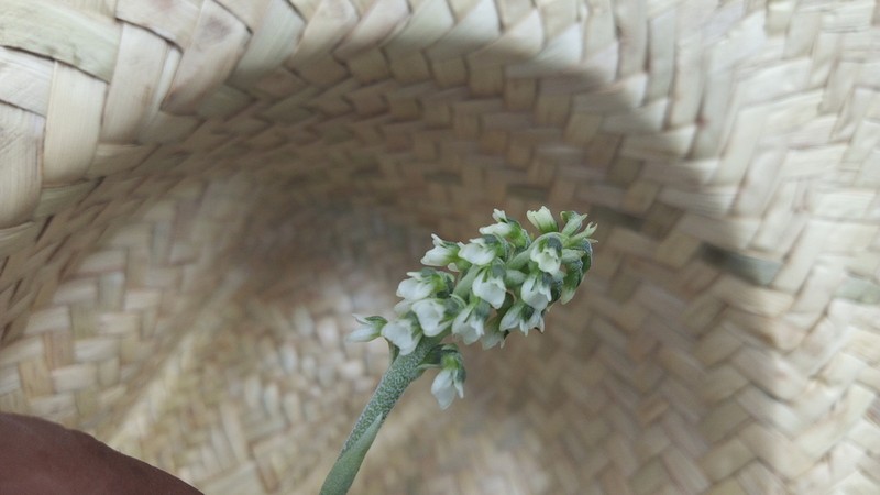 Cyclopogon saccatus photo 2